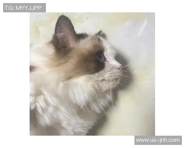 足球布偶猫品种的魅力与特点解析让你爱上这只可爱的猫咪 足球布偶猫品种的魅力与特点解析让你爱上这只可爱的猫咪